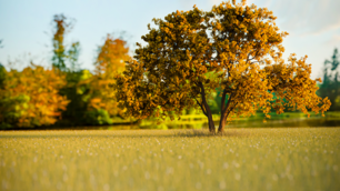 3D-Modeling mit Blender 2.8